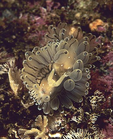 Nudibranch(?Janolus).
Isle of Lewis, Hebrides.
F90X, 60mm. by Mark Thomas 