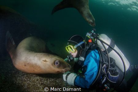 A little scratch! These sea lions liked to rub up against... by Marc Damant 