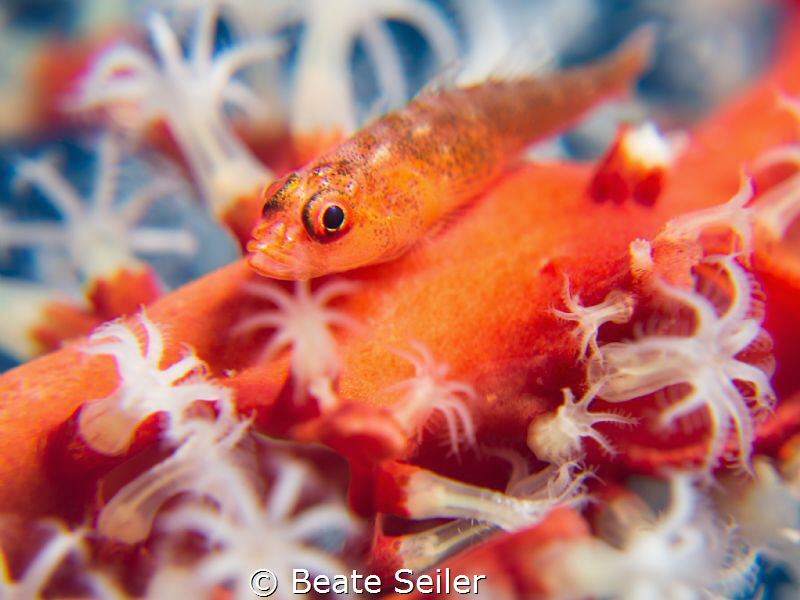 small goby on softcoral by Beate Seiler 
