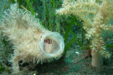 Hairy Frogfish Yawning , Popo In Bunaken Marine Park Nort... by Brad Cox 