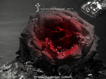 abstract underwater - red rose with air bubbles by Claudia Weber-Gebert 