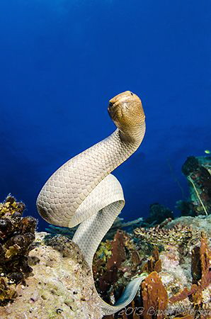 Snake Portrait/This Snake portrait was taken in the Coral... by Brook Peterson 