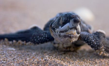 Baby Leatherback turtle just hatched and heading to the w... by Todd Mintz 