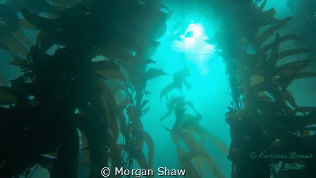 The beautiful view from depth. Love the sun through the k... by Morgan Shaw 