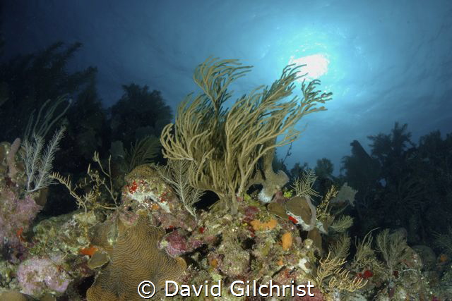 Reef Scenic, Roatan Marine Park, by David Gilchrist 