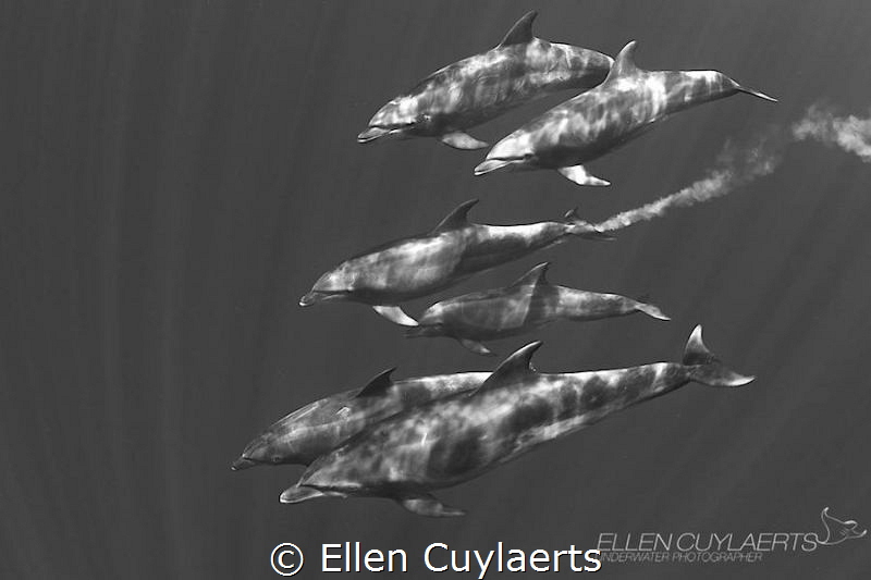 A wonderful encounter with a pod of bottlenose dolphins, ... by Ellen Cuylaerts 