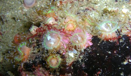 beautful little anemones smaller then a finger nail. and ... by Jamie Malone 
