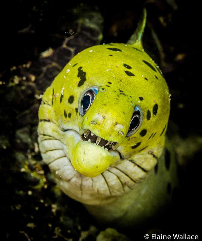 Fimbriated moray staring match by Elaine Wallace 