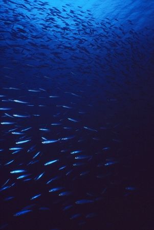 Cloud of sardines, Alice in Wonderland, Bonaire... slide ... by Erich Reboucas 