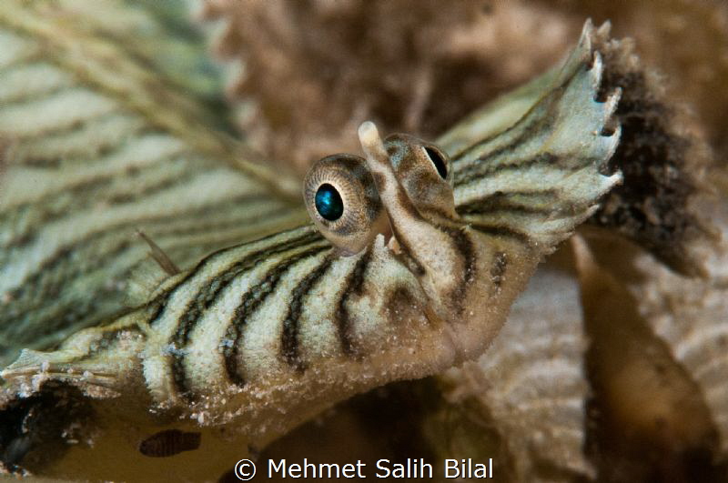 Flatworm mimicking Flounder. by Mehmet Salih Bilal 