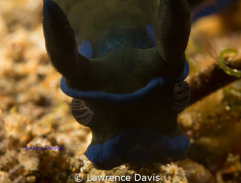 While diving up over a reef, I come face to face with.. by Lawrence Davis 