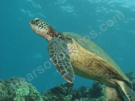 Sea Turtle/ Taken Maui, Hawaii 11/2005 by Dan Pearson 