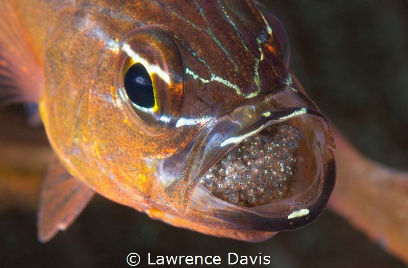 Cardinal Fish with Eggs by Lawrence Davis 