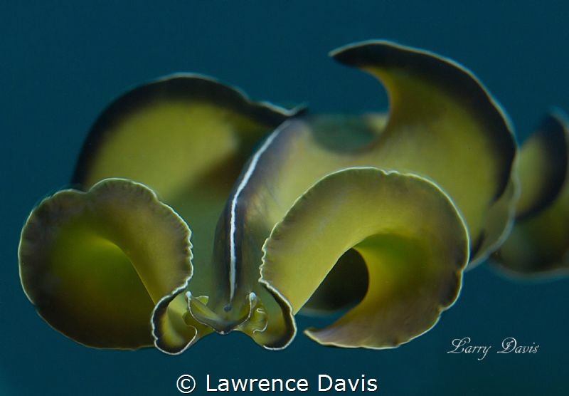 Gorgeous Flatworm by Lawrence Davis 
