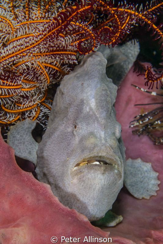 Giat Frogfish taken on Cannibal rock by Peter Allinson 