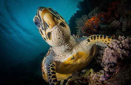 Turtle shooting up by Steven Miller 