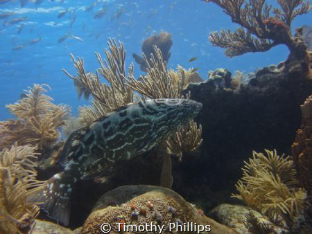 Florida Keys Grouper by Timothy Phillips 