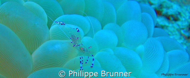 shrimp by Philippe Brunner 