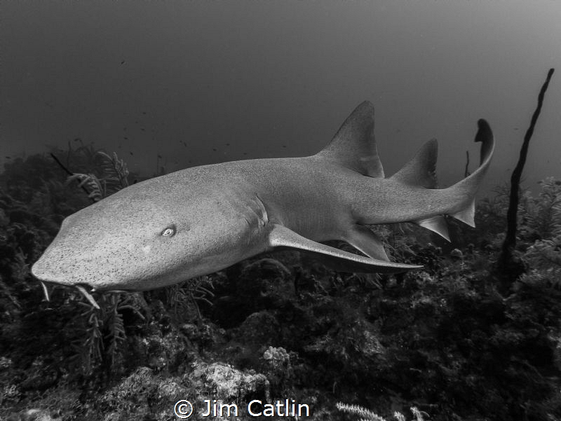 'Fin' the nurse shark b|w by Jim Catlin 