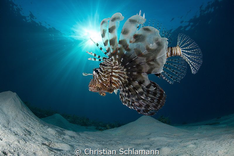 Lionfish in the Red Sea. by Christian Schlamann 