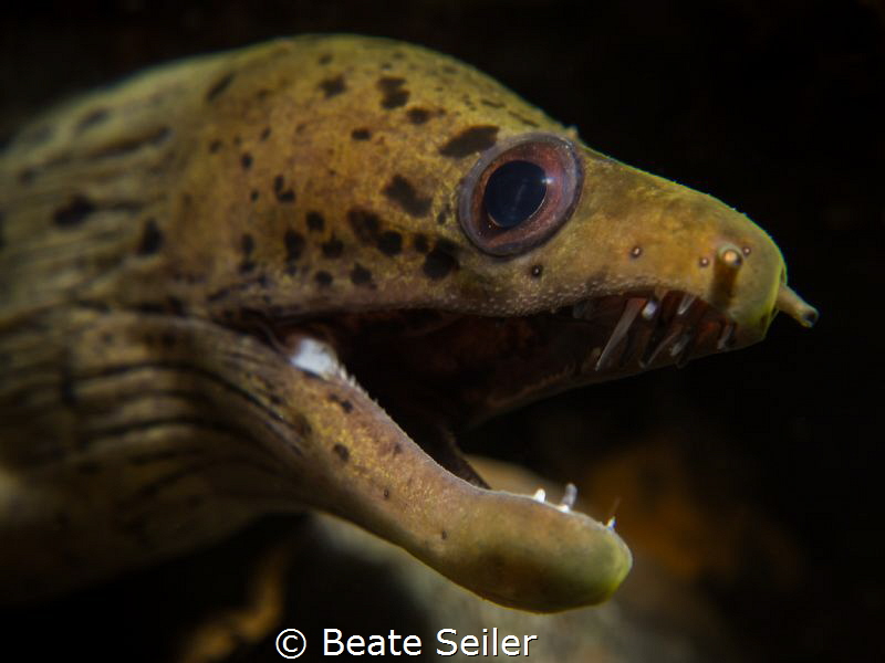 Moray eel by Beate Seiler 