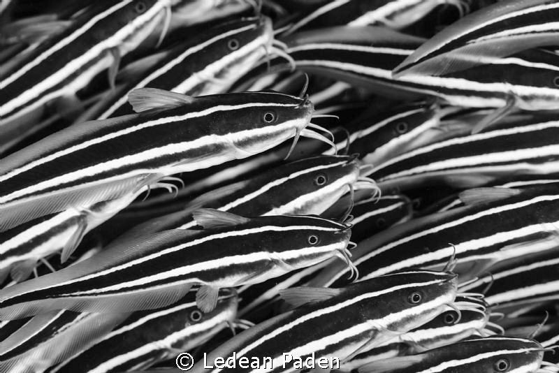A Crowd of Catfish Nikon D800, 105 lens 2 ikelite 160 str... by Ledean Paden 
