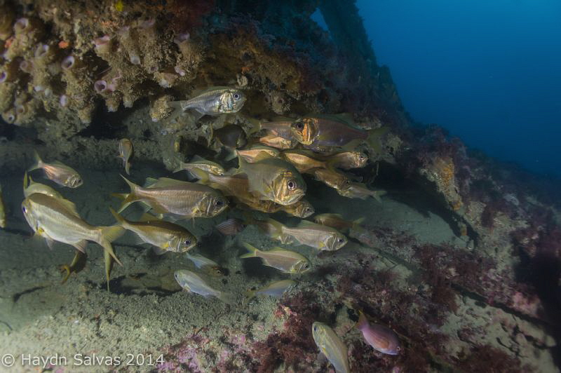 Fish at the bow of the Rotomahana, a 40 metre wreck, shel... by Haydn Salvas 
