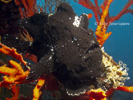 Black Beauty
Giant Frogfish (Antennarius commerson) by Elly Jeurissen 