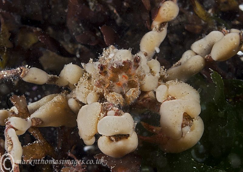Sponge spider crab.
Aughrus, Connemara. by Mark Thomas 