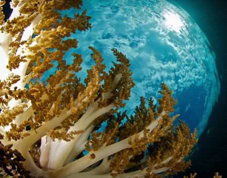 Common soft coral, uncommonly flat sea, and snell some ni... by Steven Miller 