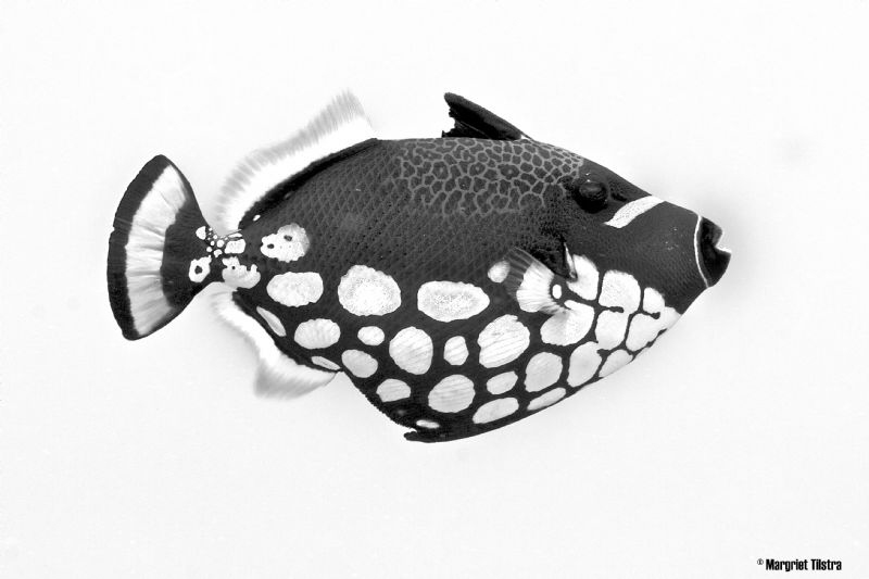 Clowny Fish
Nikon D80, Ikelite housing + two strobes (Ik... by Margriet Tilstra 