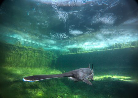 Paddlefish in Temperate water.. cold, green.. under the ice by Steven Miller 