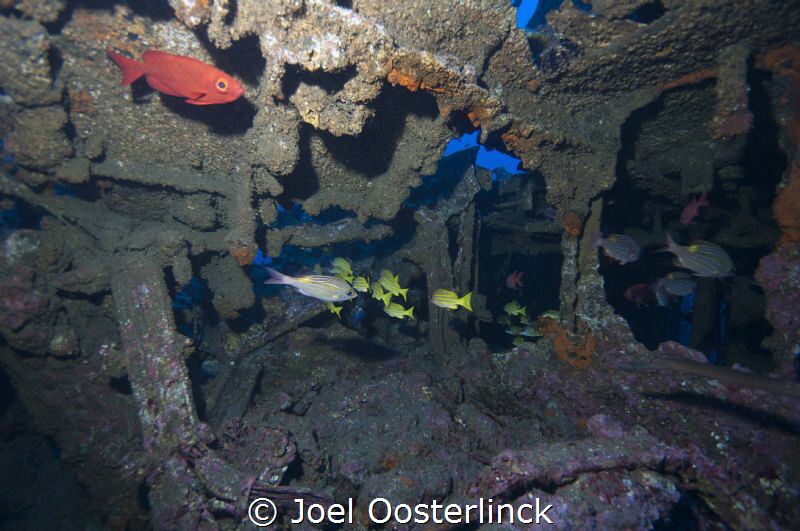 fishes in a wreck near st Gilles by Joel Oosterlinck 