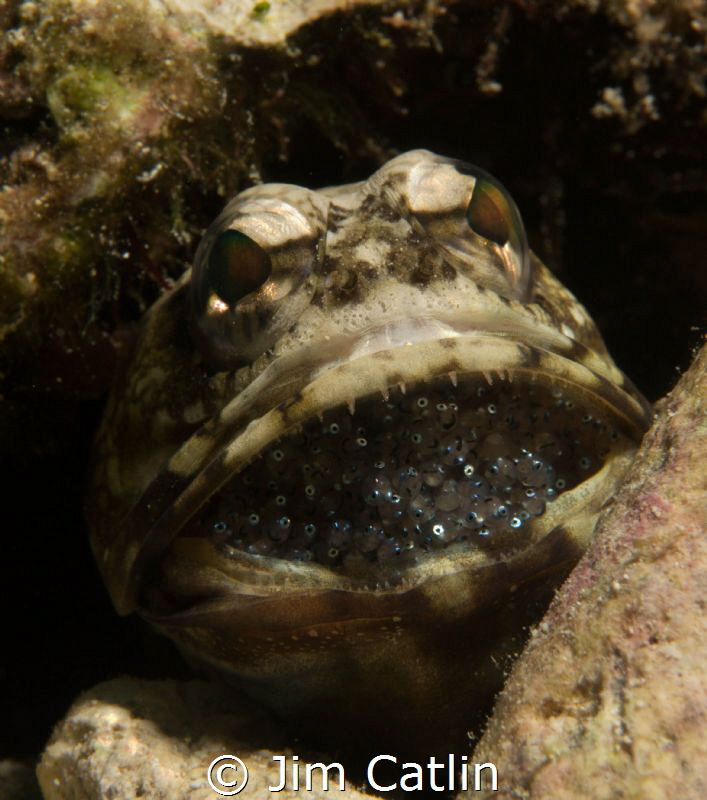Male banded jawfish with eggs by Jim Catlin 