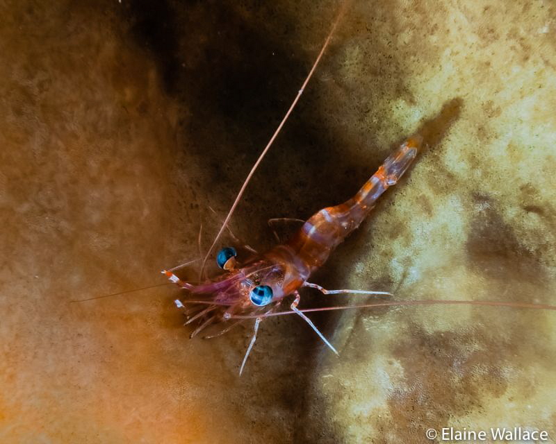 Hinged-beak shrimp from a night dive by Elaine Wallace 