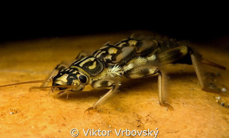 Monster of the River Current - Nymph of Stonefly (Plecopt... by Viktor Vrbovský 