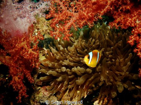 Clownfish among coral and anemone by Sean Howard 