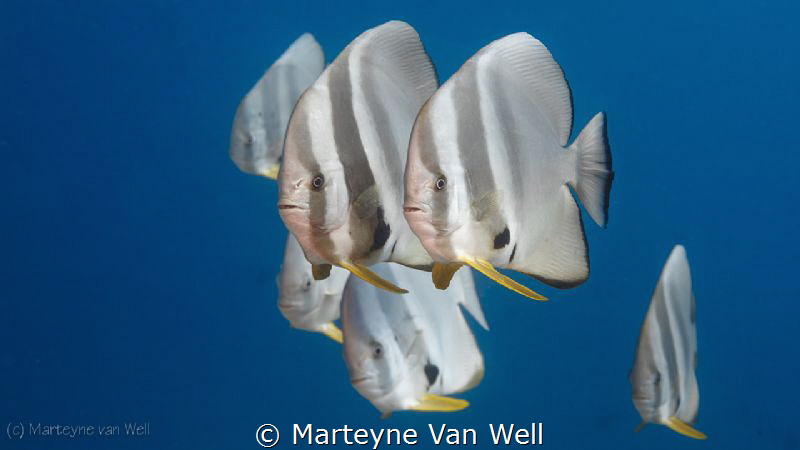 A group of batfishes passing by at the Six Senses Laamu h... by Marteyne Van Well 