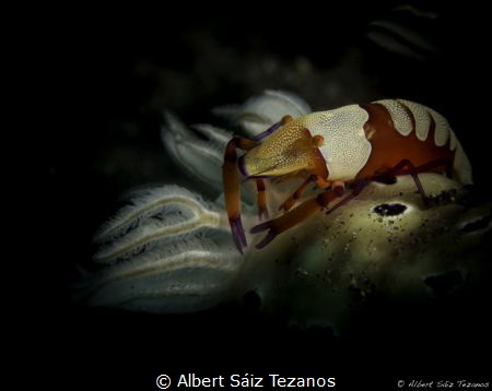 Emperor shrimp on top of a Hypselodoris tryoni nudibranch by Albert Sáiz Tezanos 