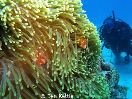 Clownfish playing peekaboo with diver. by Ben Kettle 