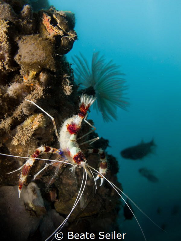 Banded Coral Shrimp under the pier by Beate Seiler 