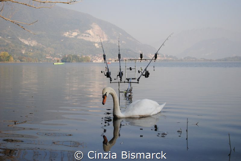 SWAN AND ITS REFLECTION by Cinzia Bismarck 