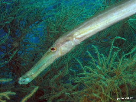 Portrait of a Trumpetfish

No strobe..just the camera f... by Fra-and Quimpo 