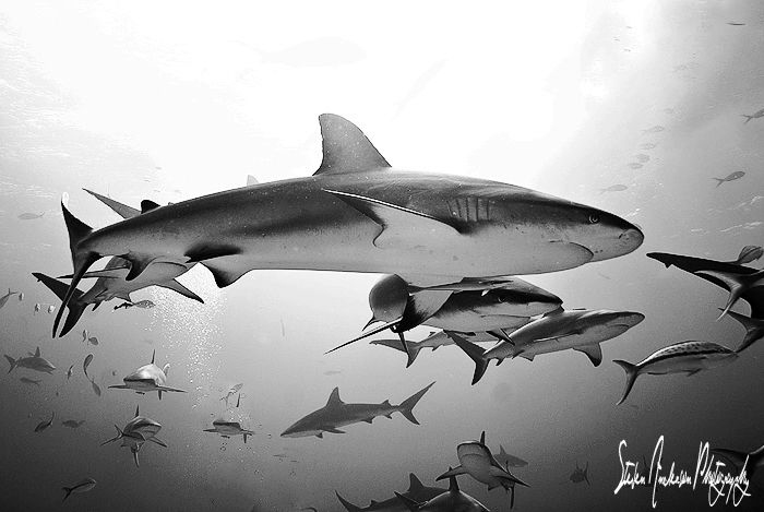 More sharks please ....This image was taken on a deeper r... by Steven Anderson 