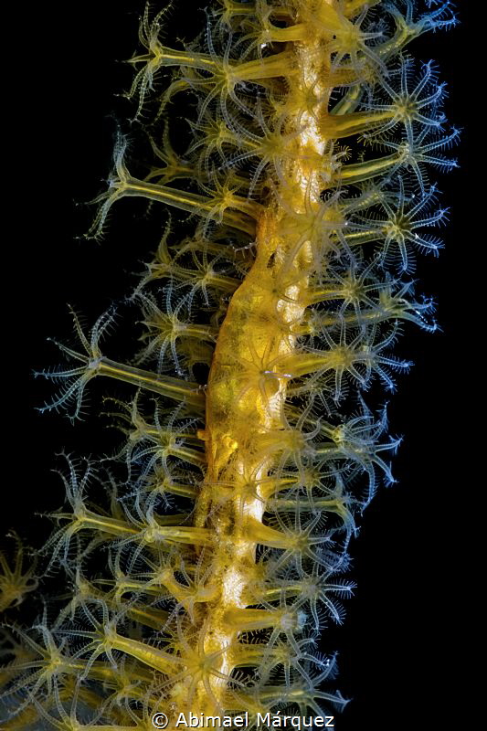 Wire Coral Shrimp by Abimael Márquez 