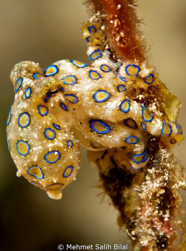 One more blue ringed octopus. by Mehmet Salih Bilal 