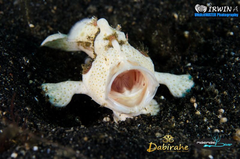 T H E - W H I T E - Y A W N I N G
Juvenile Frogfish ( An... by Irwin Ang 