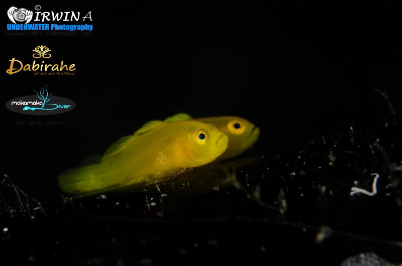 D U A L 
Yellow clown goby ( Gobiodon okinawae )
Lembeh... by Irwin Ang 