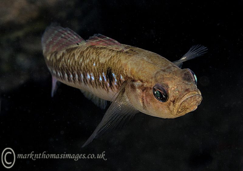 Two-spot Goby.
Aughrus, Connemara. by Mark Thomas 