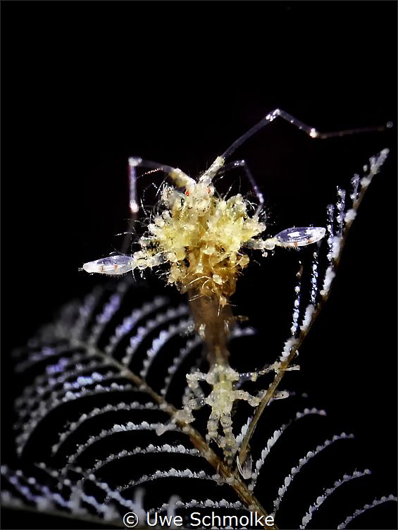 Planet Mom -
skeleton shrimp carrying lots of babies by Uwe Schmolke 
